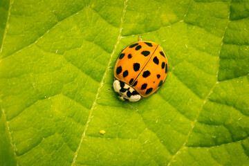 Lady bug slowly approching its lunch