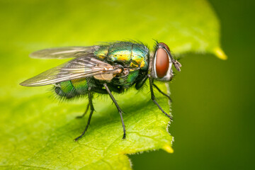 Green bottle fly resting on a green leaf