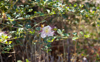 Natural capers or capparis spinosand flower in nature.  Capers. Selective focus and close up. 