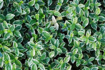 Texture grass. Pattern texture of leaves. Plants texture for designers. Tropical leaves texture. Background tropical grass. Plants pattern. Closeup green juicy grass. Green leaves Background.