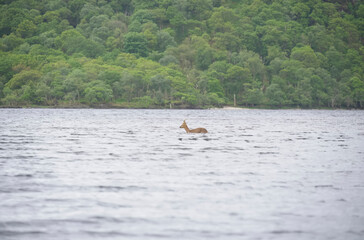 Deer with young antlers in open water at Loch Lomond