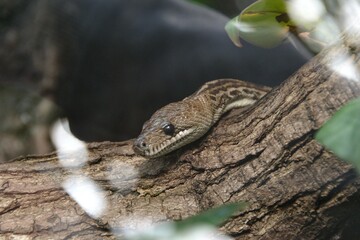 snake in a tree