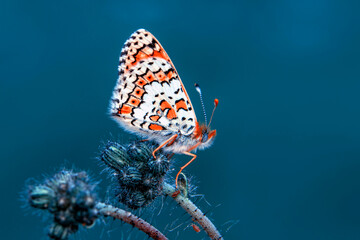 Macro shots, Beautiful nature scene. Closeup beautiful butterfly sitting on the flower in a summer garden.