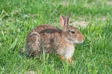 Naklejka na ściany i meble A rabbit sits in the grass keeping a watchful eye on the photographer.