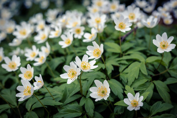 Obraz premium Close-up of white wood anemone flowers blooming in the springtime. 
