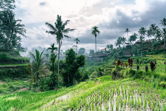 View green rice growing on terraces in tropical valley, Bali