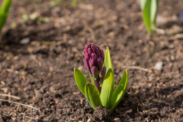 Purple hyacinth blooms in the spring against the background of the ground.