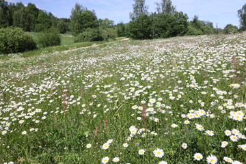 Fototapeta na wymiar Endless field with daisies flowers in summertime in Latvia region Latgalia backround