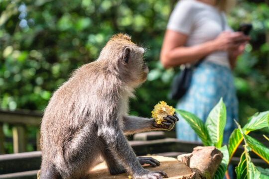 Close up photo of monkey macaque eating corn (maize), blurry girl at background. Ubud, Bali, Indonesia