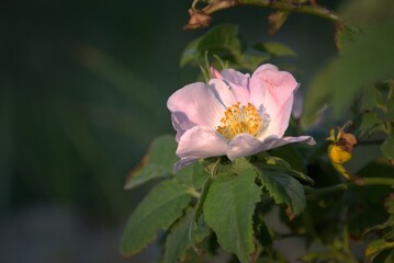 Obraz premium Wild Rose. May rosehip. Delicate and fragile flower. Holiday concept. Place for text. Card. Wishes, confessions, gift.
