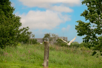 Fototapeta na wymiar a barn owl (Tyto alba) in a demonstration at a Bird of Prey Centre