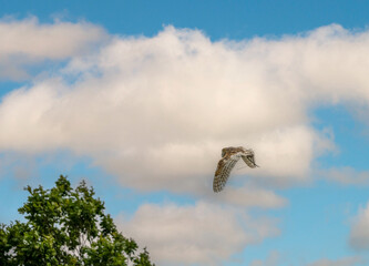 a barn owl (Tyto alba) in a demonstration at a Bird of Prey Centre