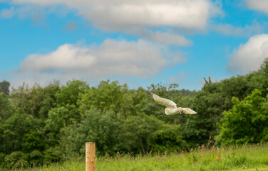 a barn owl (Tyto alba) in a demonstration at a Bird of Prey Centre