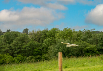 a barn owl (Tyto alba) in a demonstration at a Bird of Prey Centre