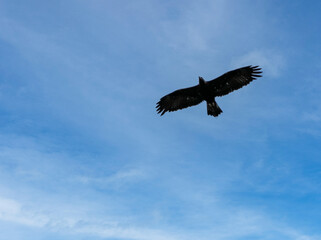 'Midas' a young Golden Eagle (Aquila chrysaetos) demonstrating at a Bird of Prey centre