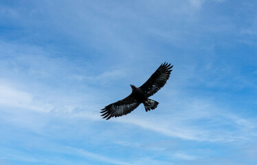 'Midas' a young Golden Eagle (Aquila chrysaetos) demonstrating at a Bird of Prey centre