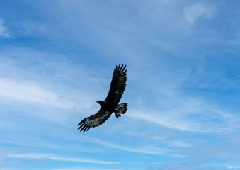 'Midas' a young Golden Eagle (Aquila chrysaetos) demonstrating at a Bird of Prey centre