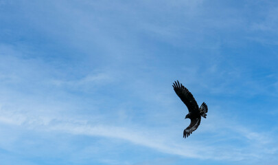 'Midas' a young Golden Eagle (Aquila chrysaetos) demonstrating at a Bird of Prey centre