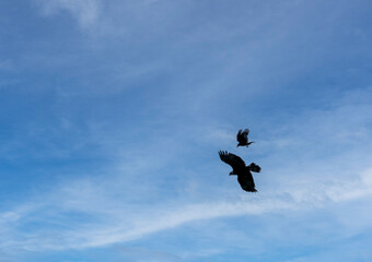 'Midas' a young Golden Eagle (Aquila chrysaetos) demonstrating at a Bird of Prey centre