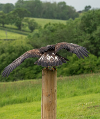 'Midas' a young Golden Eagle (Aquila chrysaetos) demonstrating at a Bird of Prey centre