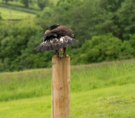 'Midas' a young Golden Eagle (Aquila chrysaetos) demonstrating at a Bird of Prey centre