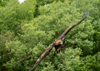 a young Golden Eagle (Aquila chrysaetos) demonstrating at a Bird of Prey centre
