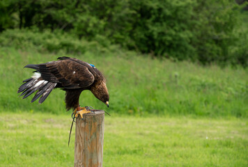 a young Golden Eagle (Aquila chrysaetos) demonstrating at a Bird of Prey centre