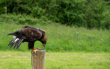 a young Golden Eagle (Aquila chrysaetos) demonstrating at a Bird of Prey centre