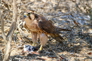 Lanner Falcon with Namaqua Dove prey, Kgalagadi, South Africa