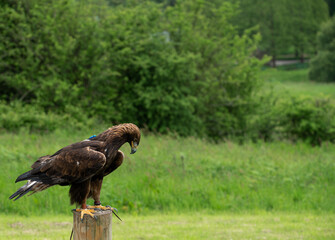 a young Golden Eagle (Aquila chrysaetos) demonstrating at a Bird of Prey centre
