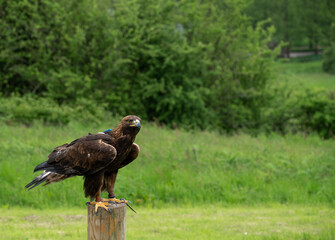 a young Golden Eagle (Aquila chrysaetos) demonstrating at a Bird of Prey centre
