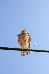 Juvenile hawk on electrical wire