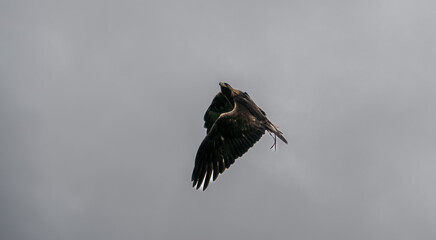 a young Golden Eagle (Aquila chrysaetos) demonstrating at a Bird of Prey centre