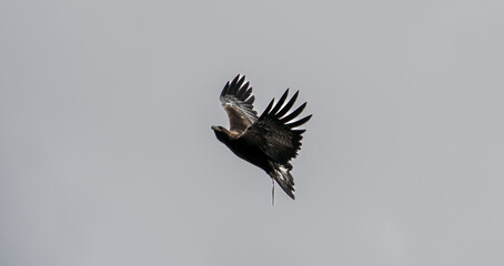 a young Golden Eagle (Aquila chrysaetos) demonstrating at a Bird of Prey centre
