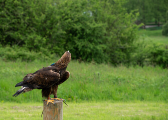 a young Golden Eagle (Aquila chrysaetos) demonstrating at a Bird of Prey centre