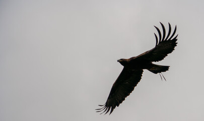 a young Golden Eagle (Aquila chrysaetos) demonstrating at a Bird of Prey centre