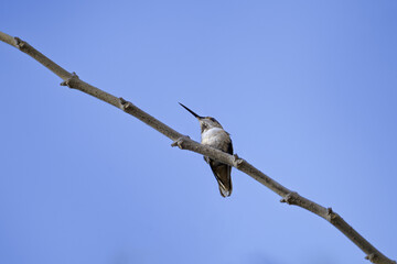 hummingbird on a branch