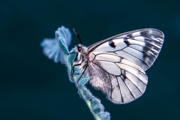 Macro shots, Beautiful nature scene. Closeup beautiful butterfly sitting on the flower in a summer garden.