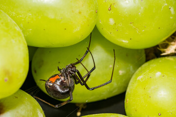 Black Widow Spider hiding in grapes from the supermarket.