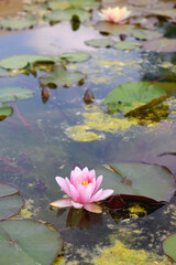 Beautiful water lilies in a garden pond. Selective focus.