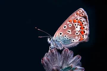 Foto auf Acrylglas Antireflex Macro shots, Beautiful nature scene. Closeup beautiful butterfly sitting on the flower in a summer garden. © blackdiamond67