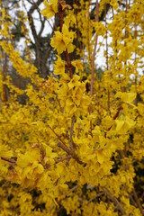 Naklejka na ściany i meble Forsythias are a genus of deciduous flowering shrubs that belong to the olive family.