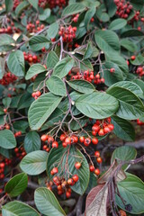 Cotoneaster lacteus (Red Clusterberry). This is a 6-8 foot tall and 6-12 foot wide mounding shrub clothed with leaves that are dark green above.