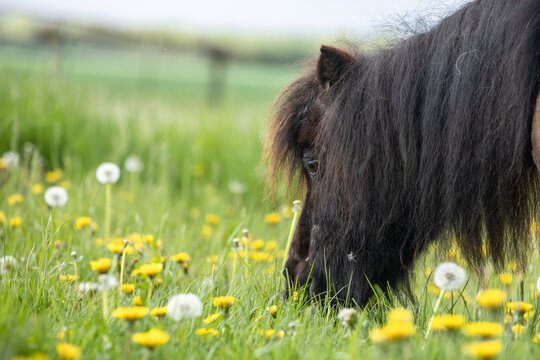 Shetty auf bl&uuml;hender Wiese