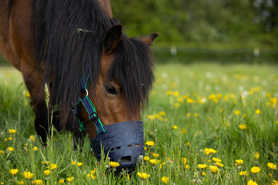 Pony mit Fressbremse
