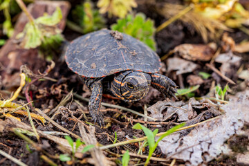 Painted turtle hatchling crawling along shoreline of pond. Wildlife conservation, habitat loss and preservation concept.