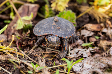 Painted turtle hatchling crawling along shoreline of pond. Wildlife conservation, habitat loss and preservation concept.