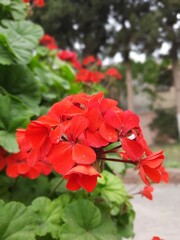 Fototapeta na wymiar red flowers in the garden