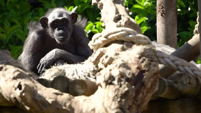 An old chimpanzee (Pan troglodytes) in captivity