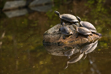 turtles on the rock - Powered by Adobe